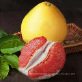 Hot Selling Citrus New Crop Chinese Grapefruit Shaddock Red Pomelo